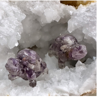 Amethyst Turtle